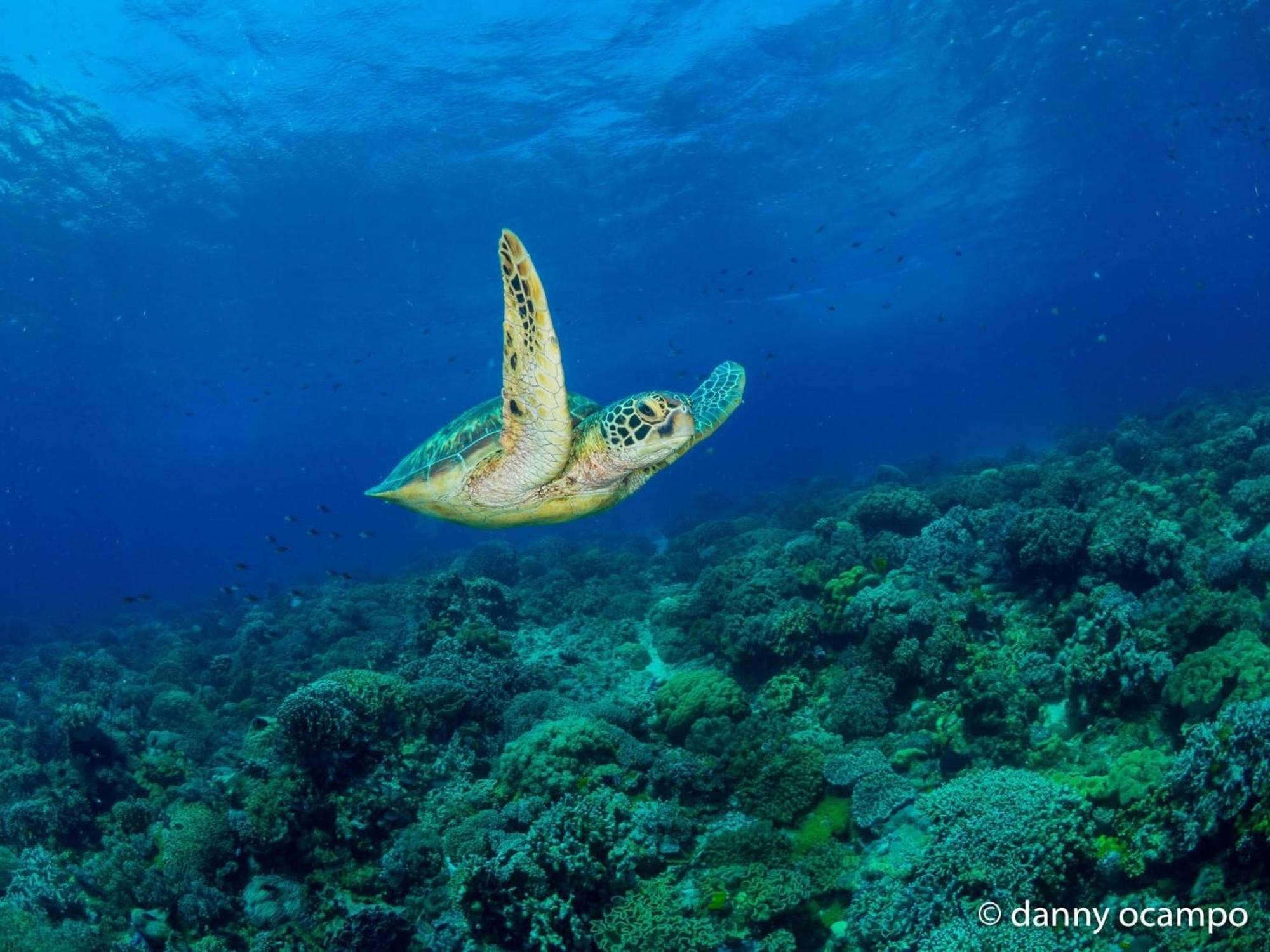 Liberty'S Lodge And Diving - Apo Island Dumaguete City Exterior foto