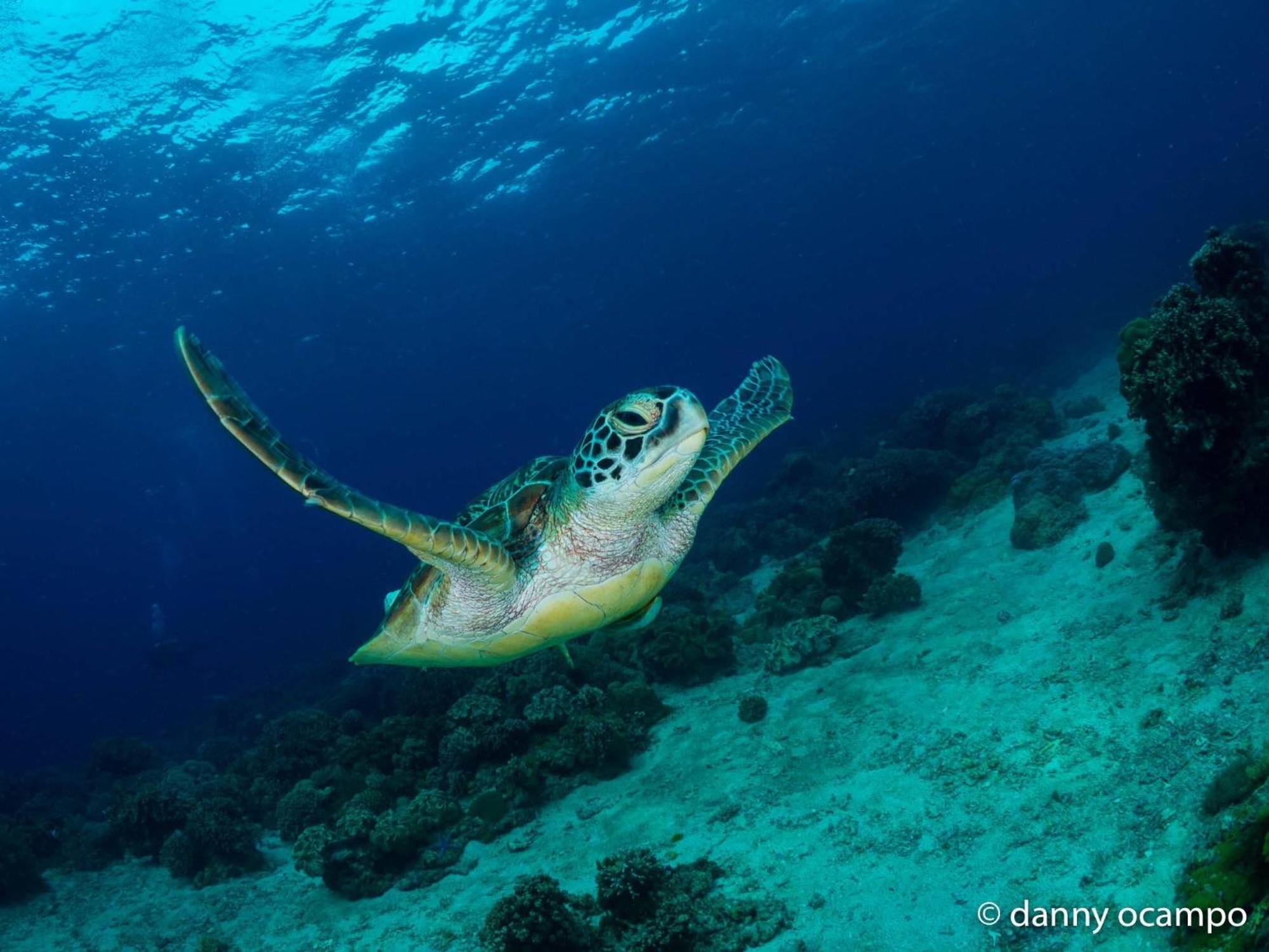 Liberty'S Lodge And Diving - Apo Island Dumaguete City Exterior foto